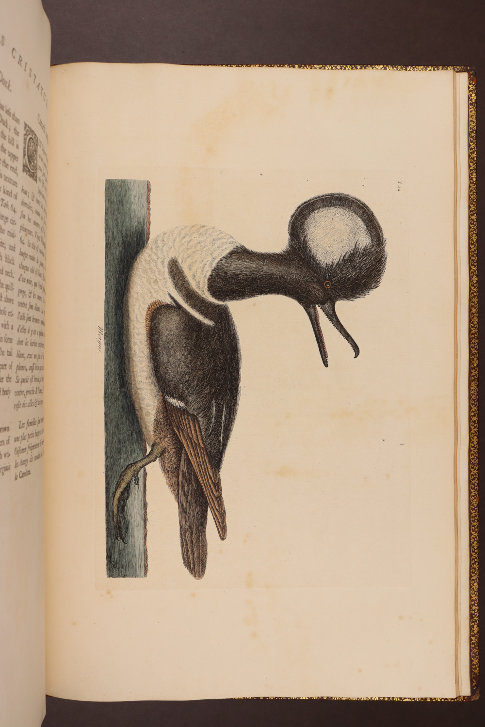 Plate 94